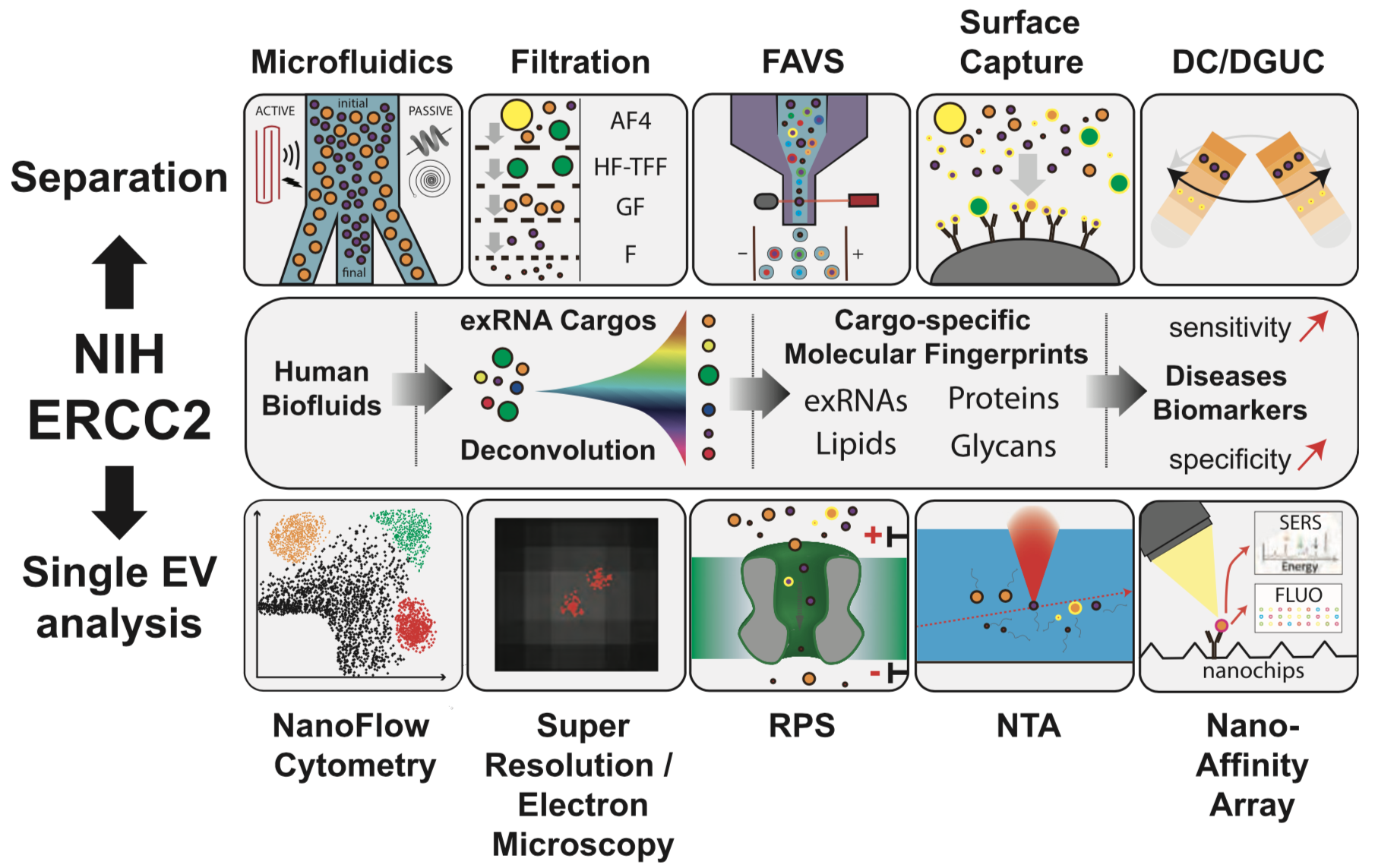 ERCC2 iScience perspective paper